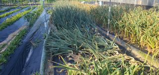 박상중님의 포도 · 영농일지 작성글 사진