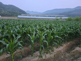 팜모님정보감사합니다님의 옥수수 · 영농일지 작성글 사진