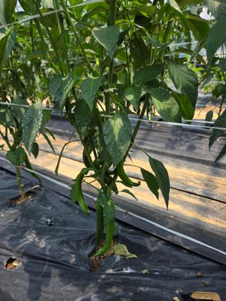 제주농부님의 고추 · 영농일지 작성글 사진