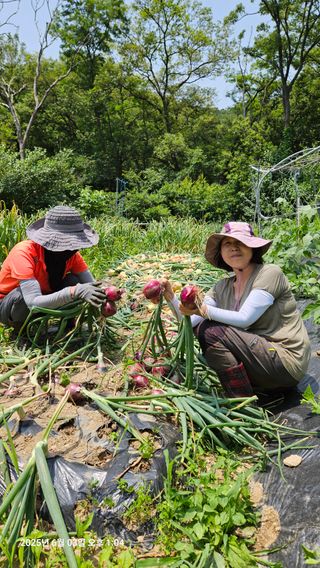 원감사님의 기타작물 · 영농일지 작성글 사진