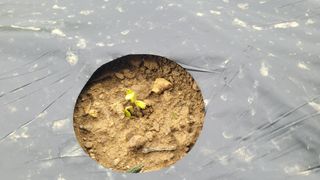 여우내 이순홍님의 기타작물 · 영농일지 작성글 사진