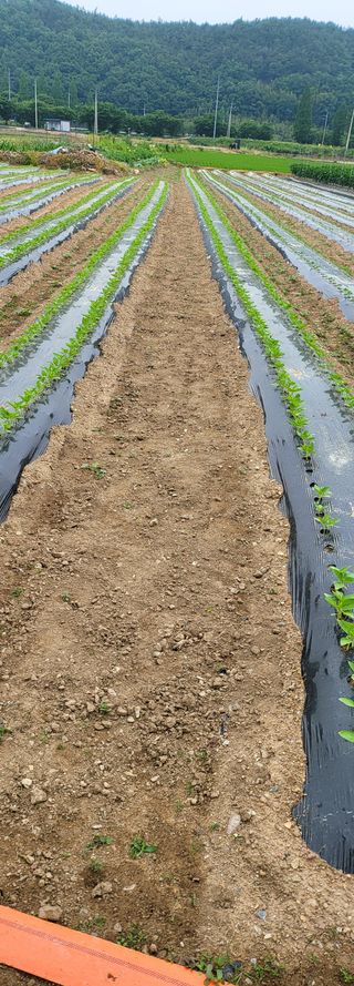 윤승기님의 참깨 · 영농일지 작성글 사진