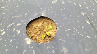 여우내 이순홍님의 기타작물 · 영농일지 작성글 사진