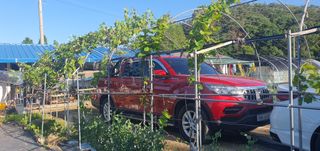 박상중님의 포도 · 영농일지 작성글 사진