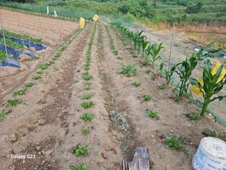 흥부네땅님의 기타작물 · 영농일지 작성글 사진