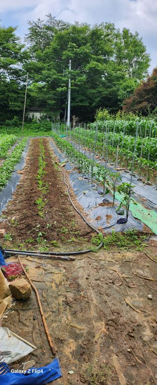 청람정상님의 기타작물 · 영농일지 작성글 사진