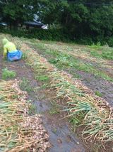 팜모닝 기타작물·영농일지 게시글 이미지