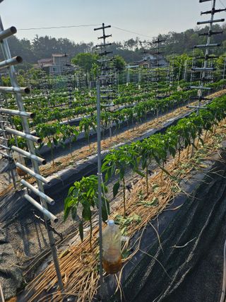 신재승님의 기타작물 · 영농일지 작성글 사진