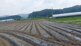 강원도 횡성군님의 참깨 · 영농일지 작성글 사진