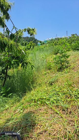 조연만님의 기타작물 · 영농일지 작성글 사진