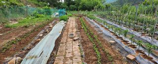 청람정상님의 기타작물 · 영농일지 작성글 사진