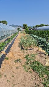 팜모닝 기타작물·영농일지 게시글 이미지