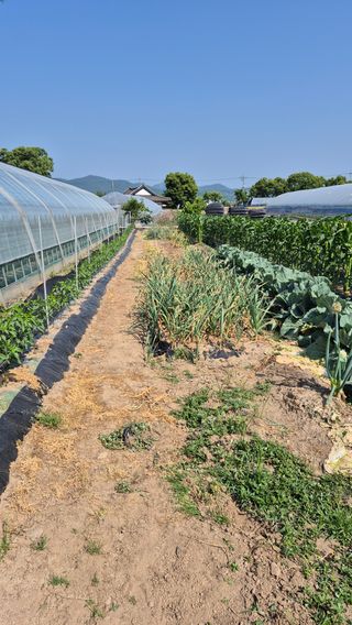 청양촌사람님의 기타작물 · 영농일지 작성글 사진