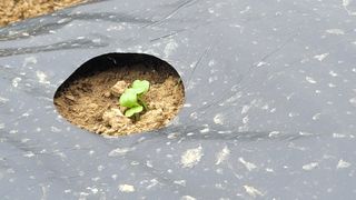 여우내 이순홍님의 기타작물 · 영농일지 작성글 사진