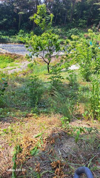 조연만님의 기타작물 · 영농일지 작성글 사진