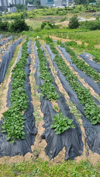 정승조님의 기타작물 · 영농일지 작성글 사진