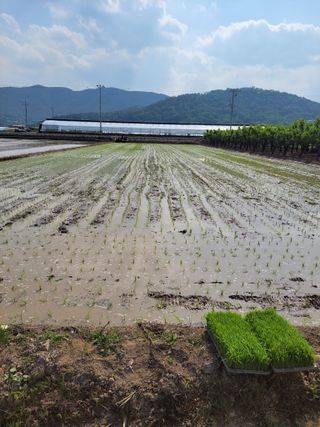 정택님의 매실 · 영농일지 작성글 사진