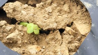 여우내 이순홍님의 기타작물 · 영농일지 작성글 사진