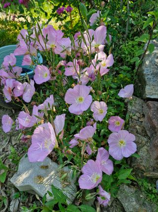 낙엽교목류21691님의 기타작물 · 영농일지 작성글 사진