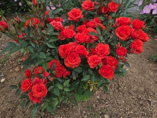 제주농부님의 고추 · 영농일지 작성글 사진