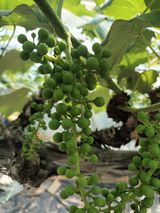 팜모닝 포도·영농일지 게시글 이미지