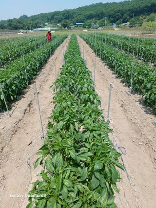 이창우님의 기타작물 · 영농일지 작성글 사진