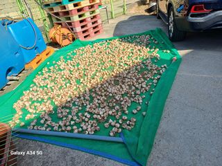 홍순오님의 기타작물 · 영농일지 작성글 사진