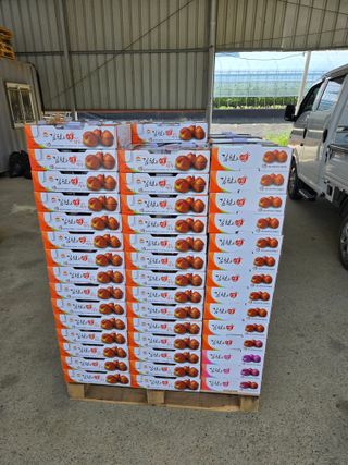 두릅나무9110님의 자두 · 영농일지 작성글 사진