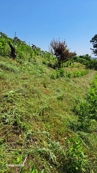 조연만님의 기타작물 · 영농일지 작성글 사진