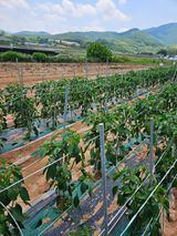 팜모닝 고추·영농일지 게시글 이미지