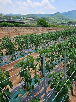 정복화님의 고추 · 영농일지 작성글 사진