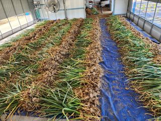 아침못자연농원님의 마늘 · 영농일지 작성글 사진