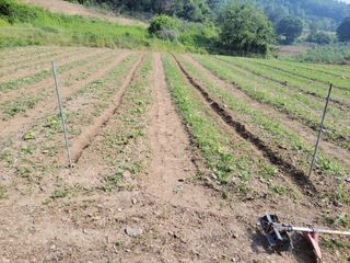 김홍중님의 두릅 · 영농일지 작성글 사진