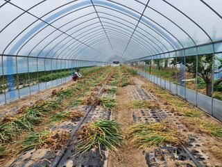 아침못자연농원님의 마늘 · 영농일지 작성글 사진