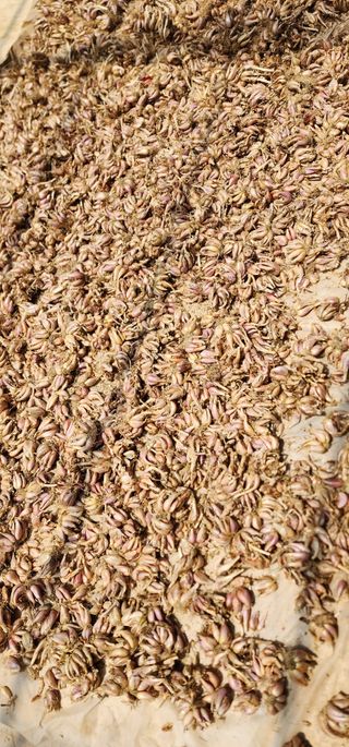 손봉규님의 기타작물 · 영농일지 작성글 사진