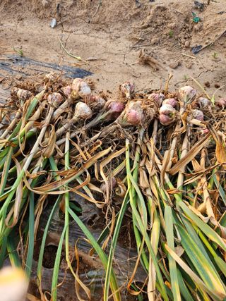 정복화님의 고추 · 영농일지 작성글 사진