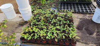 고동옥님의 기타작물 · 영농일지 작성글 사진