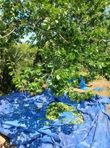 팜모닝 기타작물·영농일지 게시글 이미지