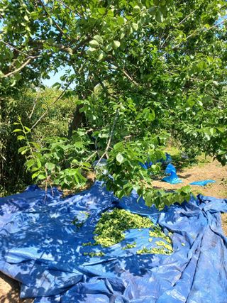 박지성 님의 기타작물 · 영농일지 작성글 사진