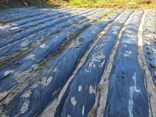 한정술님의 참깨 · 영농일지 작성글 사진