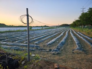 녹우농장님의 콩 · 영농일지 작성글 사진