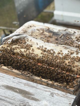 유미경님의 기타작물 · 영농일지 작성글 사진