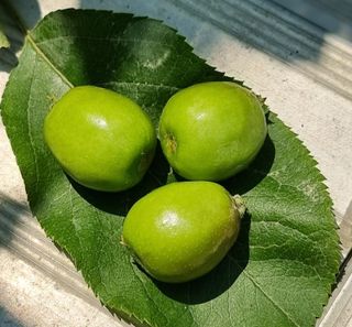 호랑이와인성이님의 사과 · 영농일지 작성글 사진