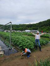 팜모닝 기타작물·영농일지 게시글 이미지