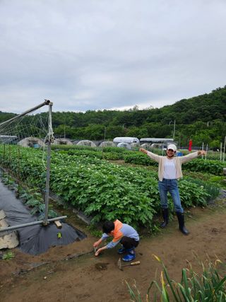 김명중님의 기타작물 · 영농일지 작성글 사진