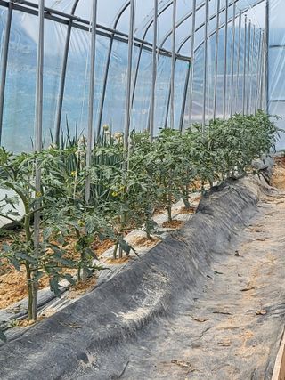 최상희님의 기타작물 · 영농일지 작성글 사진