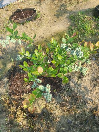 최상희님의 기타작물 · 영농일지 작성글 사진