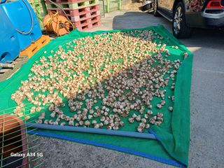 홍순오님의 기타작물 · 영농일지 작성글 사진