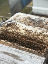 팜모닝 기타작물·영농일지 게시글 이미지