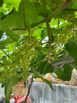 최상희님의 기타작물 · 영농일지 작성글 사진